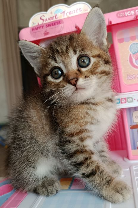 Игривые, ласковые котята