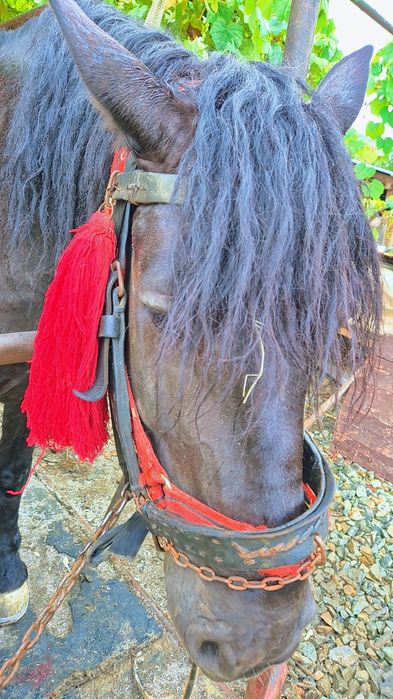 Iapa gestanta de vanzare