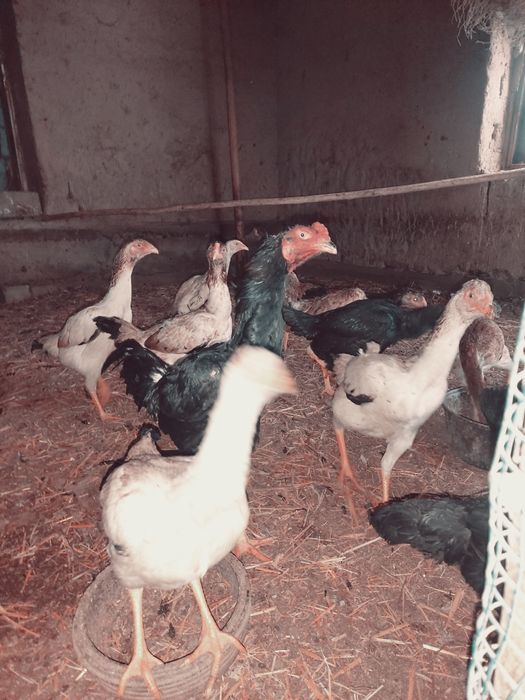 Dakan tuxmlari sotiladi