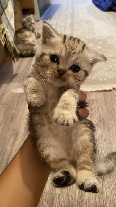 Шотладские котята