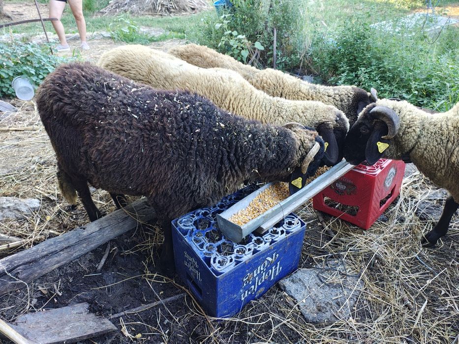 Mieluțe Miei  Carabase