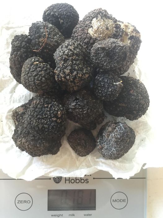 Продава се Парцел в с. Долище, Област Варна - 5000 кв.м за 4 €/кв.м - Снимка #8