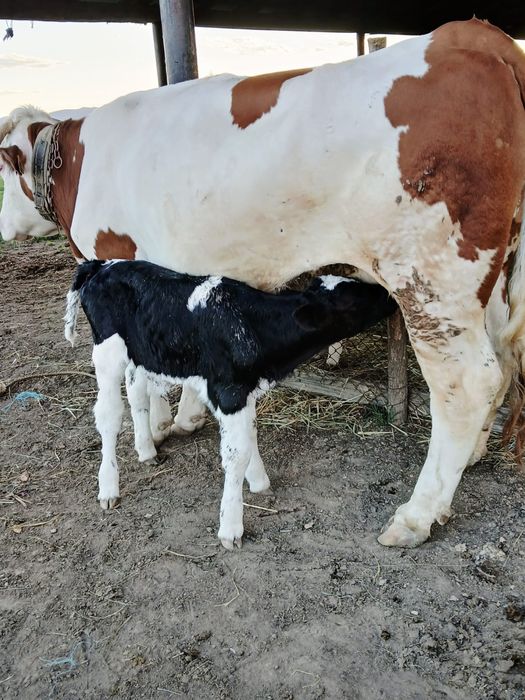Doi taurasi  de o saptamana