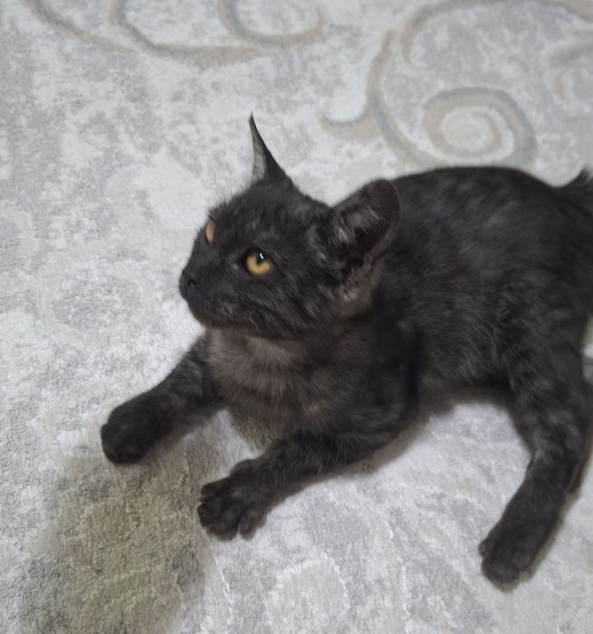 Котенок бесплатно