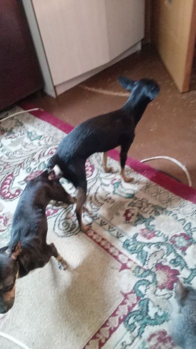 Мини тойчик кобель робочий