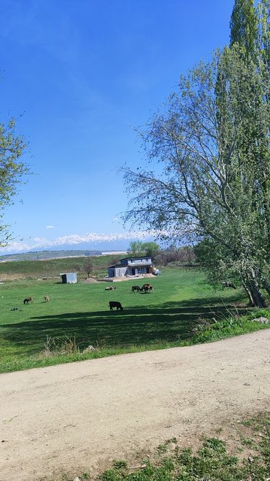 Қолдың қою сүті  күнделікті 25-30л