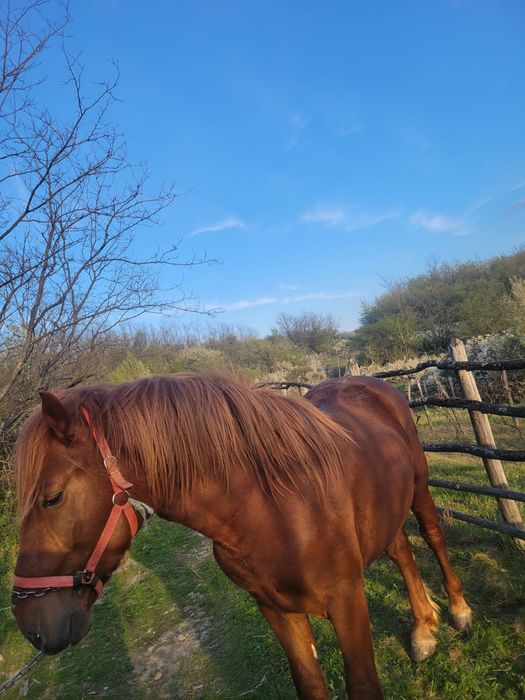 Vând cârlan semigreu.