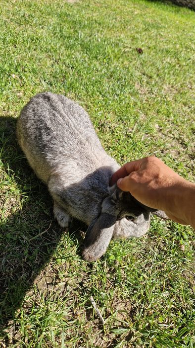 Vând iepure gingaș și blând