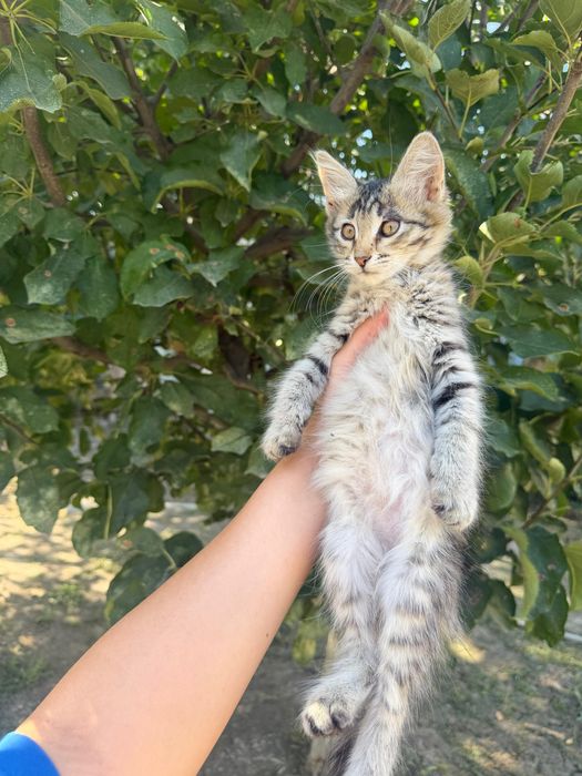 Отдам котенка в добрые руки