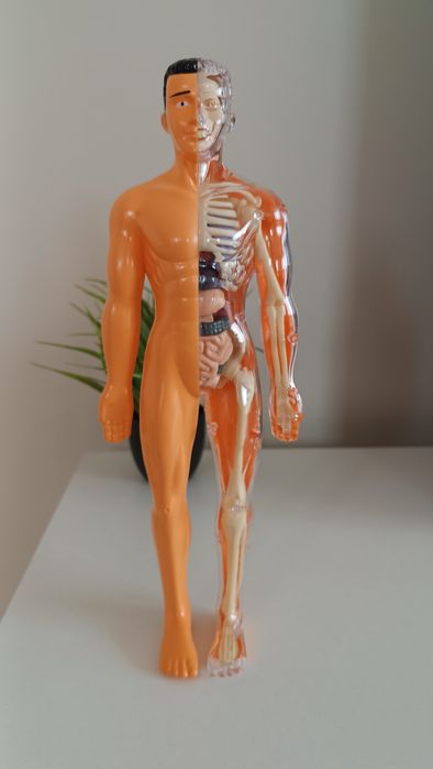 Анатомичен модел на човешкото тяло