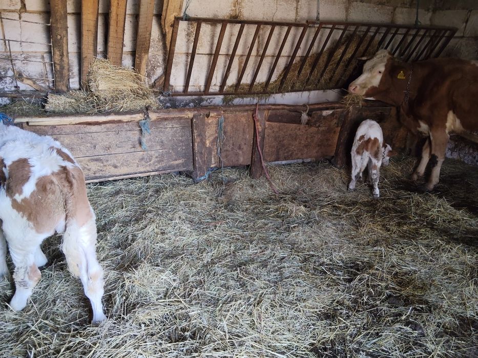 Vând viței  un mascul și-o femelă 150kg buc siun  vițel de 3 zile