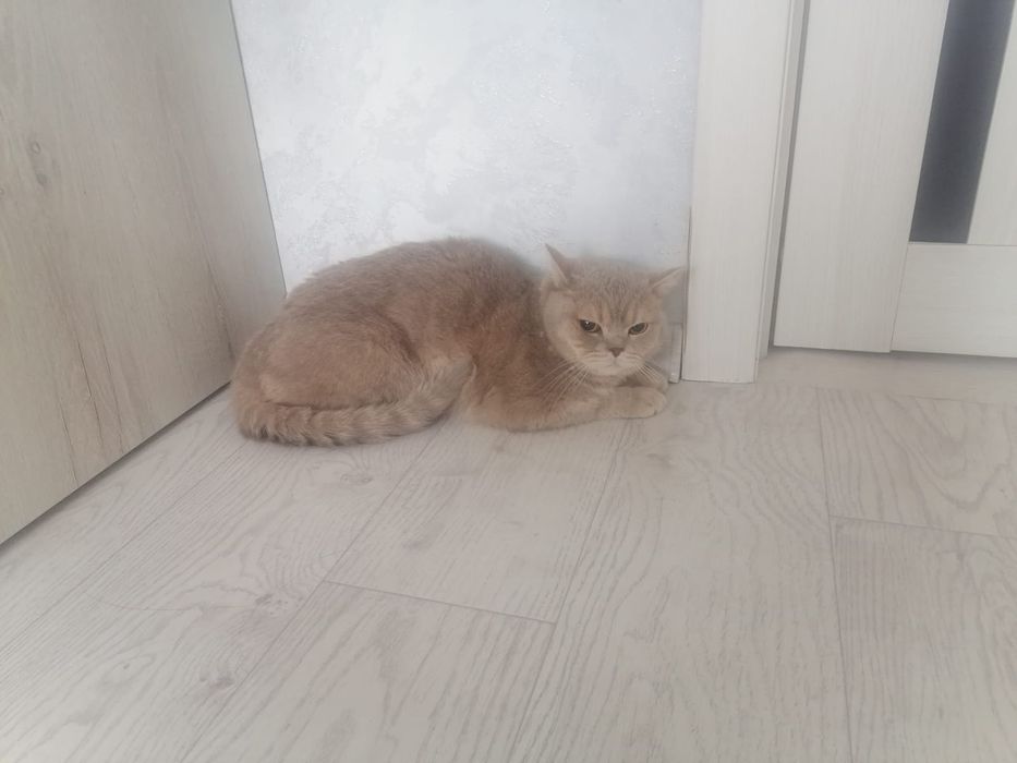 Кот Прямоухий шотландец