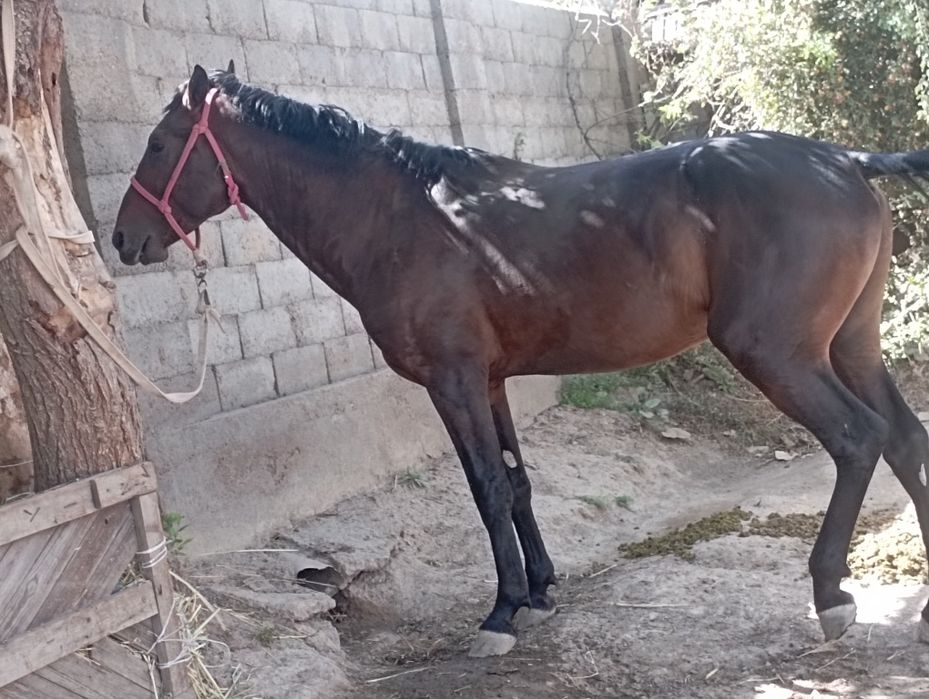 Осы кунан сатылады