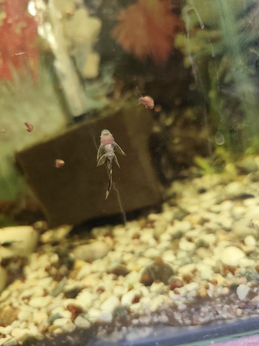 Продаю анцитрусы вуаливые по 25 тыс,  и есть простые по 10 тыс . Содыл