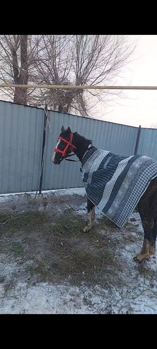 Жабағы  10-айлық.