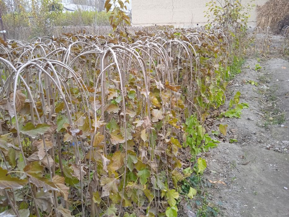 Каталпа, Ясин, клён, япон сафураси  акатсия , каштан кучатлари