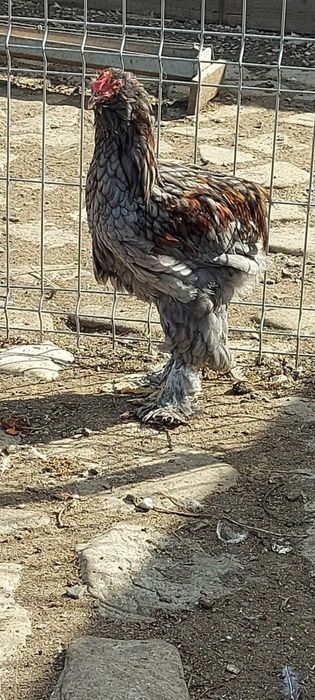 Cocoși de vânzare