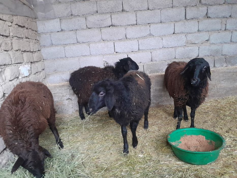 Токтылар сатылады