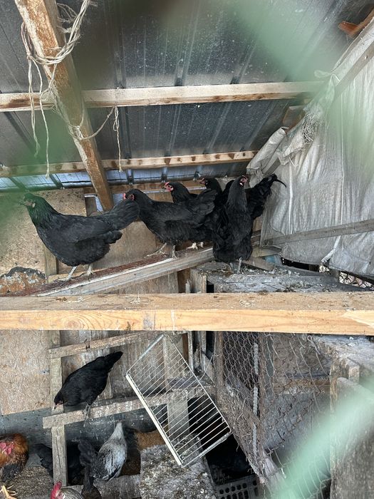 Куры домашние  с петухом