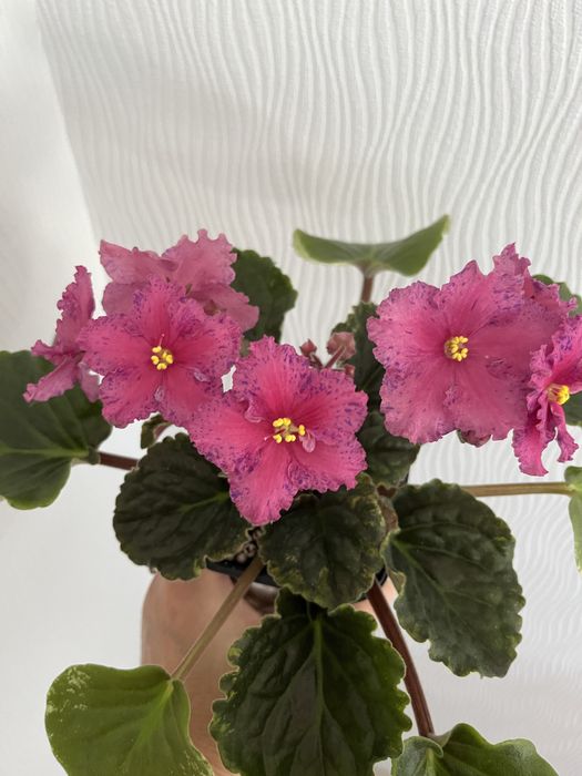 Фиалка розовая с синим крапом