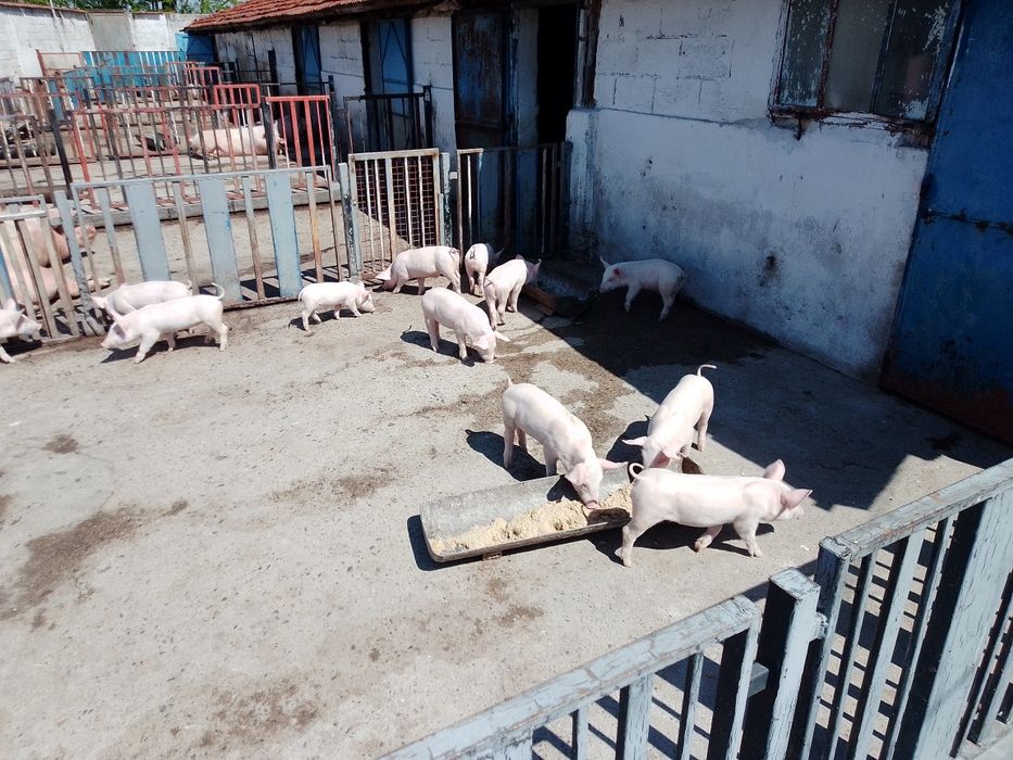 Продавам малки прасета до 20кг  и над   20 кг