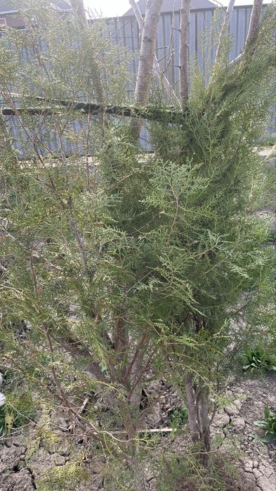 Продам Туя есть 2 шт