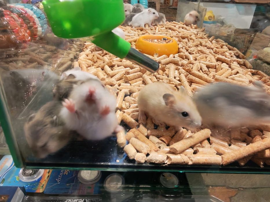 Хомяк джунгарский