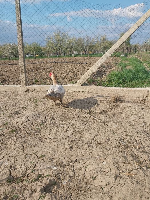 Vând rățoi mut/leșes