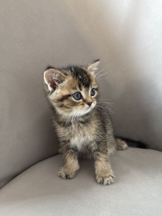 Девочка шиншилла