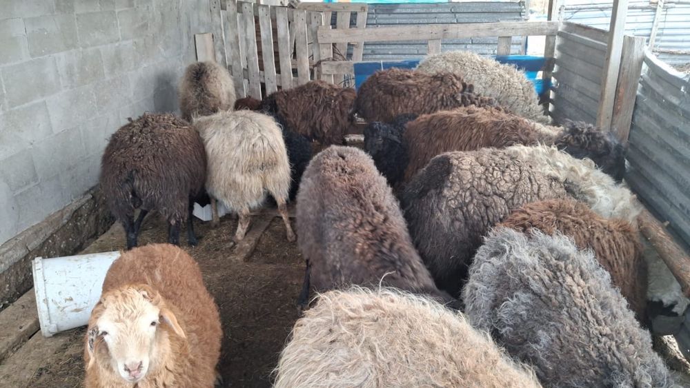 Қой, баран, мал