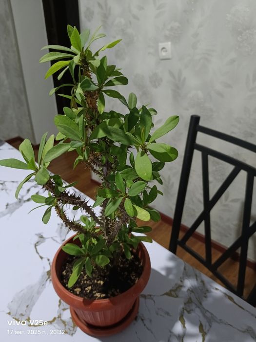 Комнатные цветы молочай