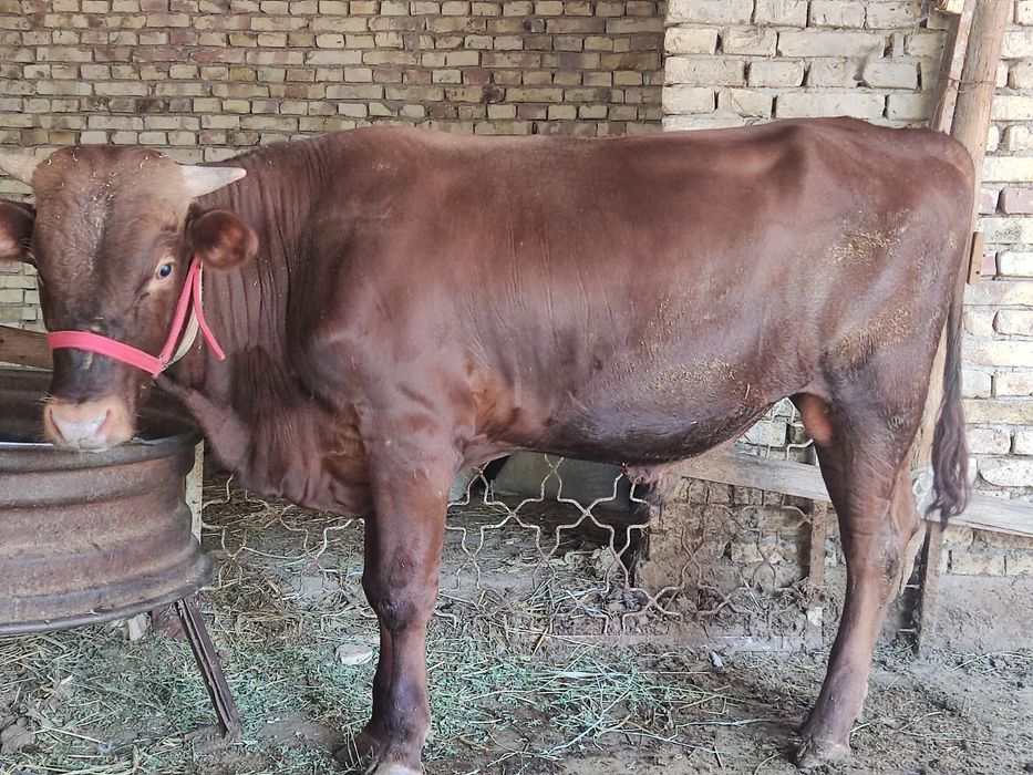 Yemga tayyor buqa sotiladi