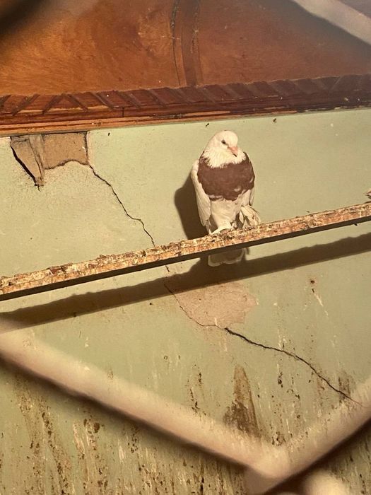 кабутарла копкон