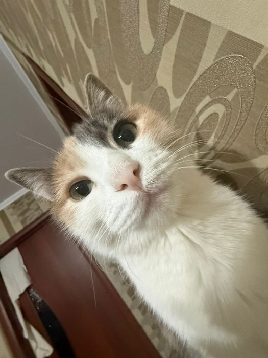 Отдам кошку в добрые руки
