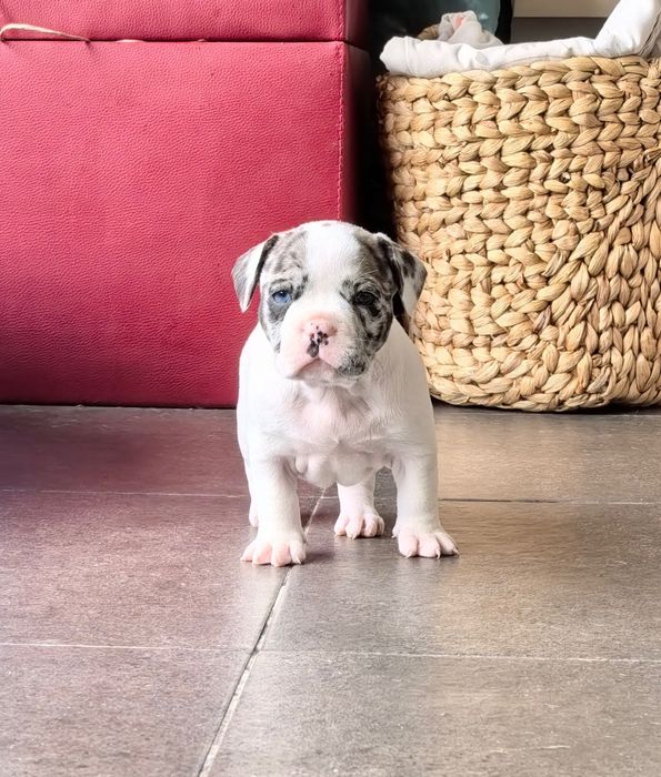 French Bully Кучета