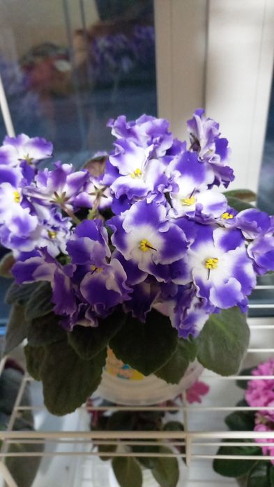 Ф и а л к а  комнатная