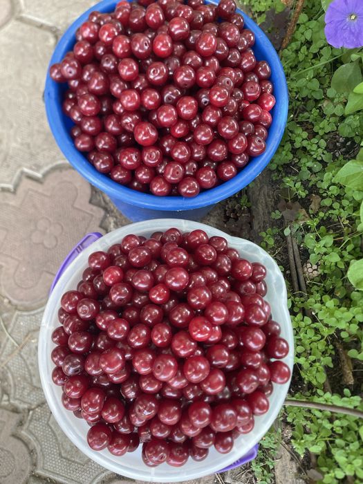 Домашняя вишня крупная, темная