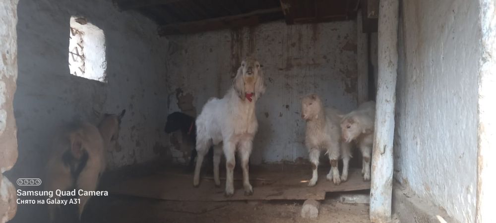 Ешкі Теке козёл коза козы