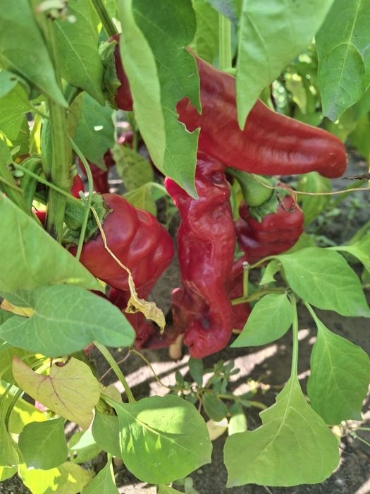 Продам горький перец,  выращенный на даче