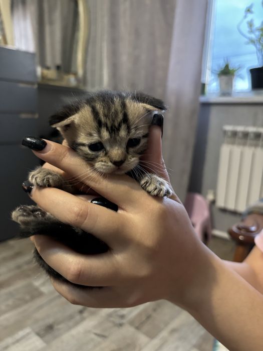 Продам котят красивых