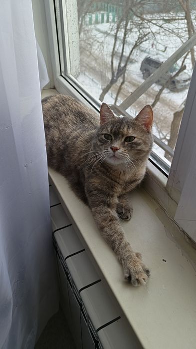 Кошечка в добрые руки