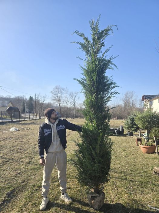 Leylandii chiparos / Mesteacan