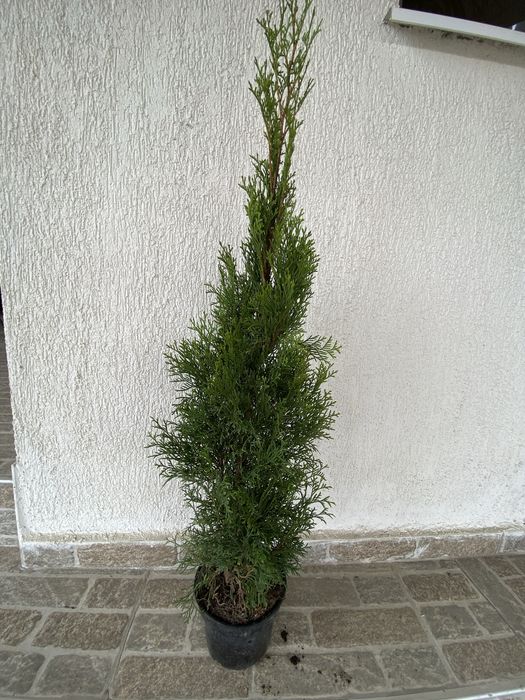 Tuia smaragd 50-60 sau 70-80