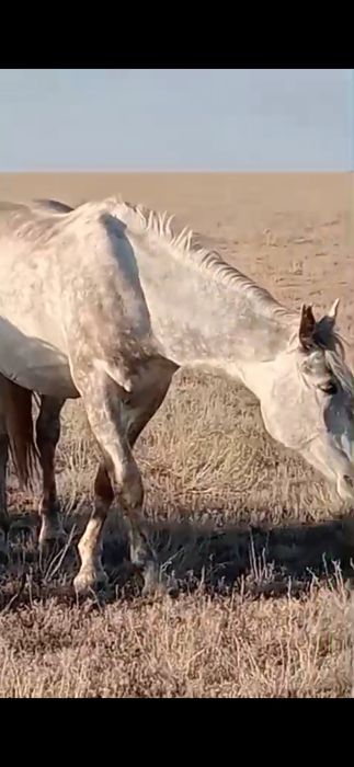 2 Ұйір жылқы сатылады/ табун лошадей . Барлығы 40 бас.
