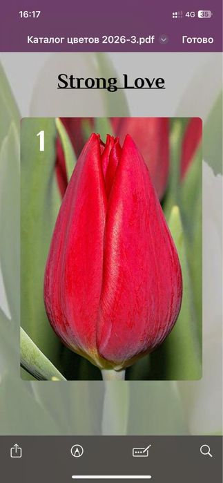 Тюльпаны классические