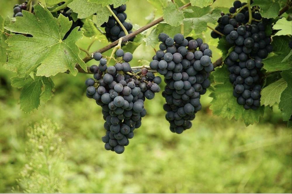 Struguri de vin