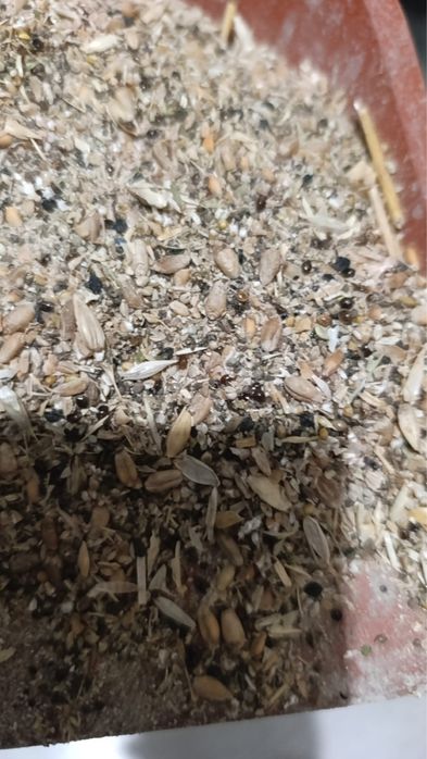 зерноотходы дробленные