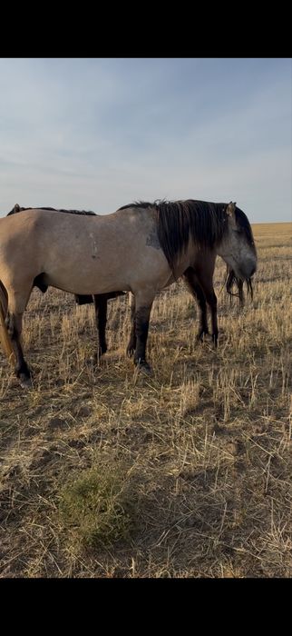 Айғыр сатылады мұғалжар башкир қаны бар