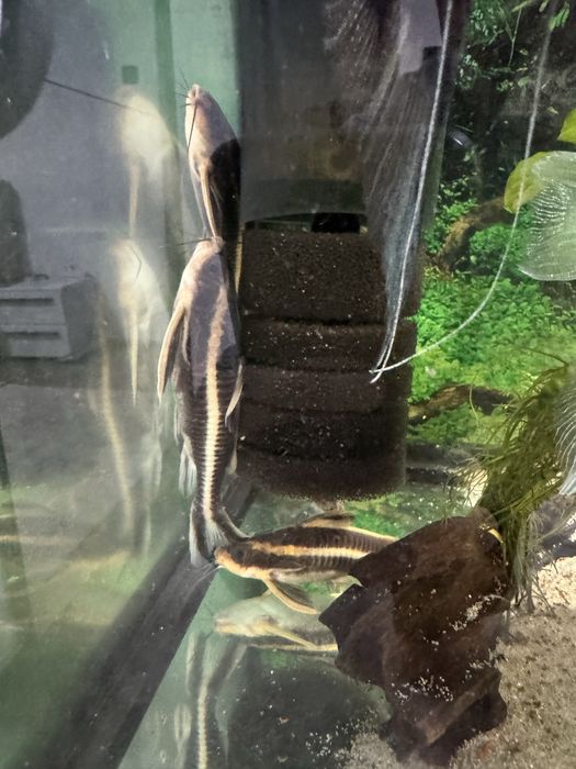 Acvariu  complet 200 l si acvariu 100 l