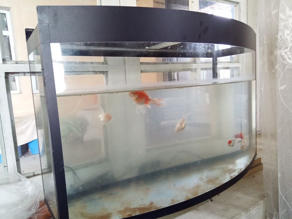 Баликлар аквариуми 60 литр 6та балиги Билан сотилади